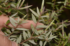 Acrotriche aggregata