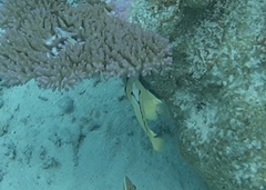 Chaetodon citrinellus