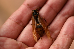 Polistes major