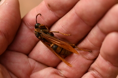 Polistes major