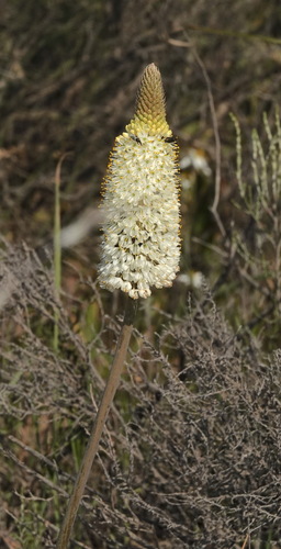 Image of Bulbinella eburniflora by (c) desertnaturalist, some rights reserved (CC BY)
