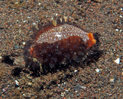 Staphylaea staphylaea