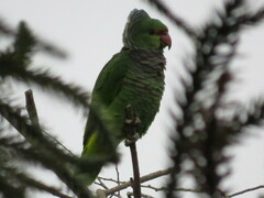 Amazona vinacea