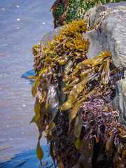 Mazzaella laminarioides