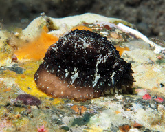 Staphylaea staphylaea