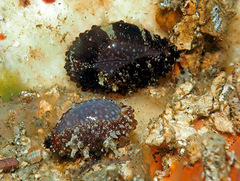 Staphylaea staphylaea