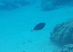 Melichthys vidua