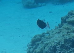 Melichthys vidua