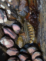 Chiton granosus