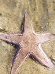 Astropecten armatus