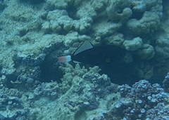 Melichthys vidua