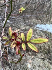 Rose rosette emaravirus