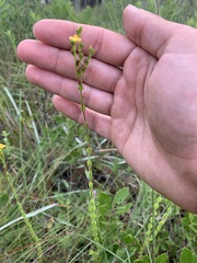Hypericum setosum