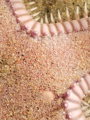 Astropecten armatus