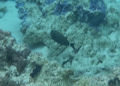 Acanthurus