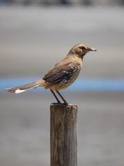 Mimus thenca