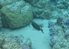 Acanthurus