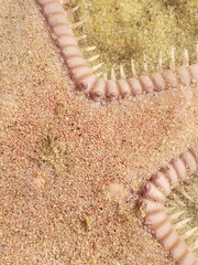 Astropecten armatus