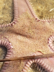 Astropecten armatus