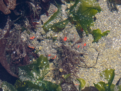 Pyura chilensis