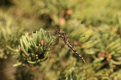Sympetrum danae