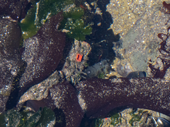 Pyura chilensis