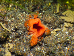 Pyura chilensis