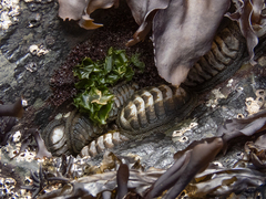Chiton granosus