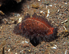 Staphylaea staphylaea