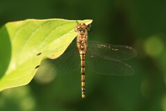 Sympetrum danae