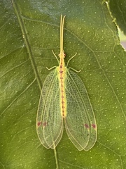 Norfolius howensis