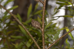 Hakea salicifolia