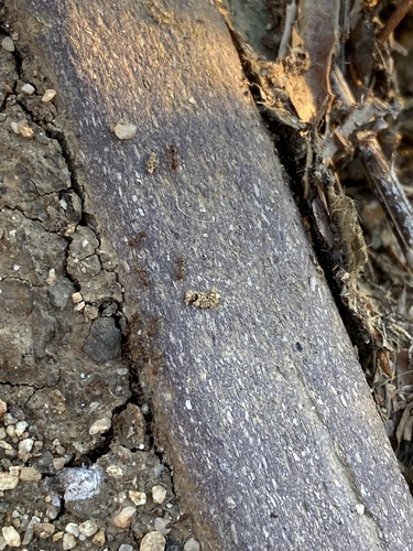 iNaturalist observation photo of Argentine Ant