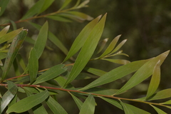 Hakea salicifolia