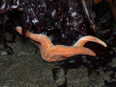 Stichaster striatus