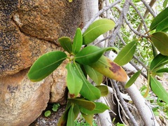 Ficus ilicina