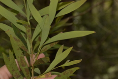 Hakea salicifolia