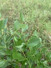 Baptisia simplicifolia