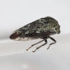 Telamona westcotti