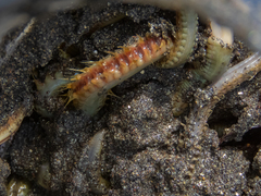 Phyllodocida