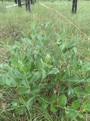 Baptisia simplicifolia