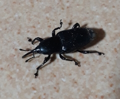 Odoiporus longicollis