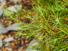 Dracophyllum longifolium