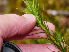 Dracophyllum longifolium