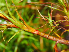 Dracophyllum longifolium