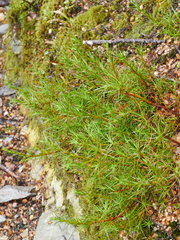 Dracophyllum longifolium