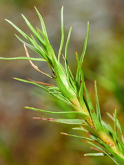 Dracophyllum longifolium