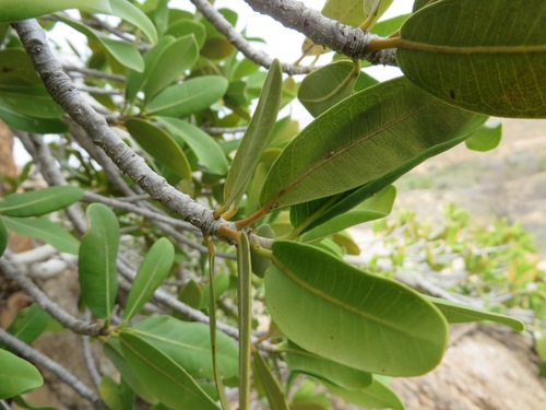 Image of Ficus ilicina by (c) linkie, some rights reserved (CC BY)