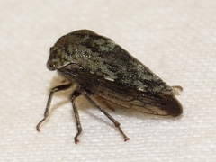 Telamona westcotti