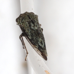 Telamona westcotti